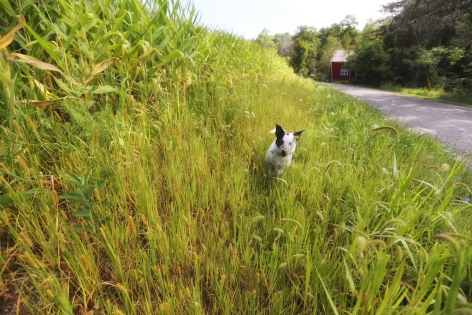 Fate In The Cornstalks: Choices About Dogs