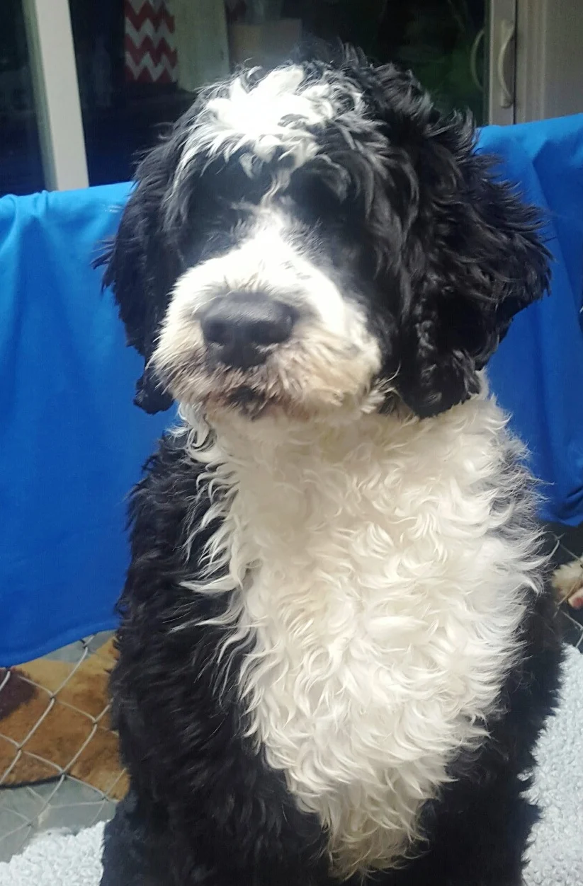 Basil Front 6 months.jpg