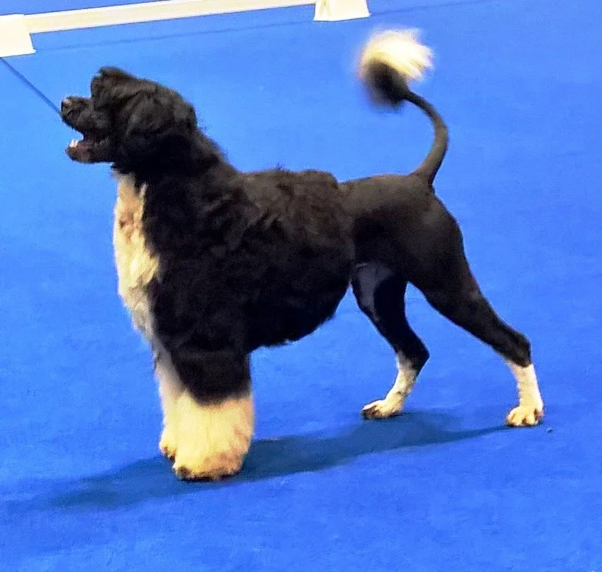 New AKC Grand Champion & BOB Winner & TOP 10 PWDS - Livonia Kennel Club