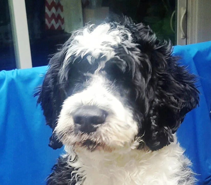 Copy of Basil Front 6 months.jpg