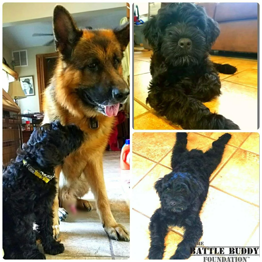 Atlas the Wonderdog was very excited to meet the newest service dog candidate to join the Battle Buddy Foundation's Service Dog program!!! This handsome little guy is a Portuguese Water Dog sired by Multi Champion Mariposa'