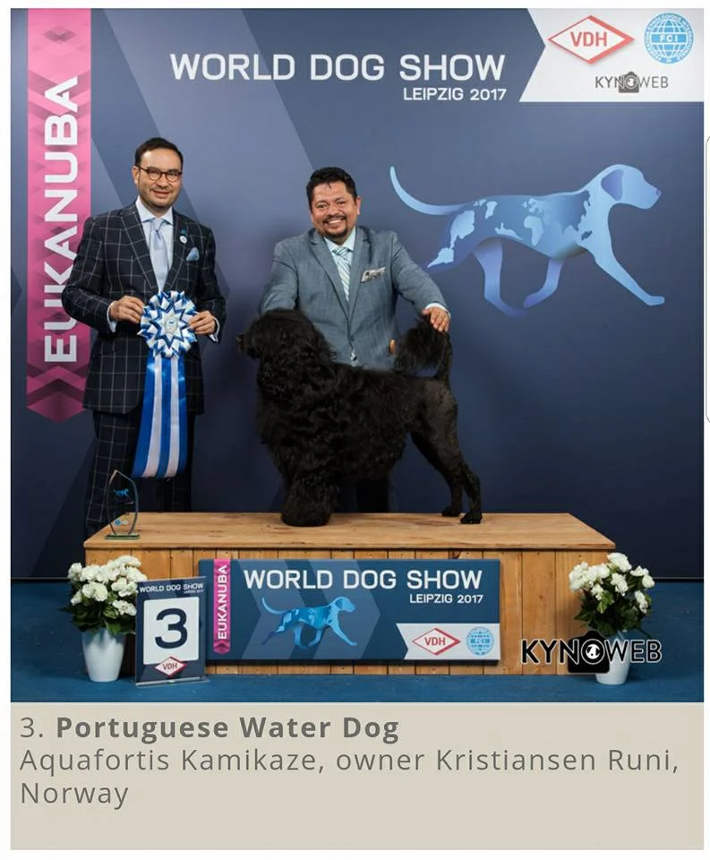Kami is World Dog Show BOB and BIG 3 Leipzig 2017