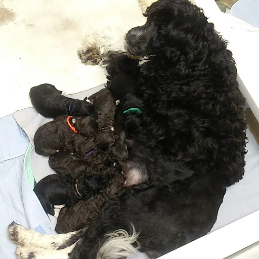 Minnie and 5 day old puppies.jpg