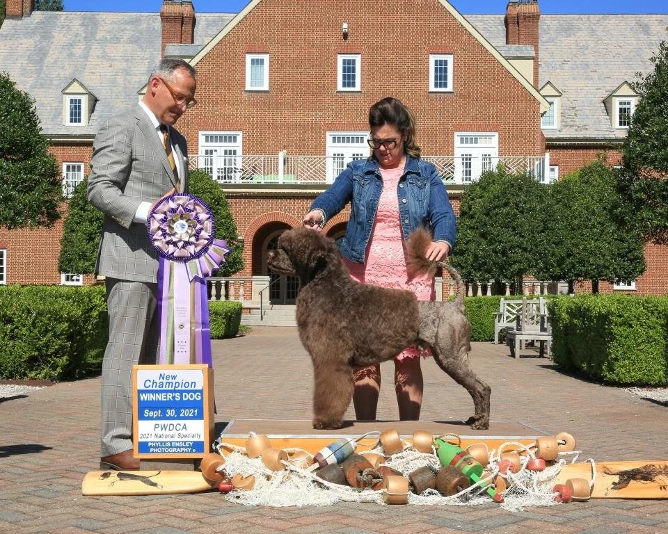      

 
   GRADY WINNERS DOG AND NEW CHAMPION AT 2021 NATIONAL SPECIALTY 
 






















     