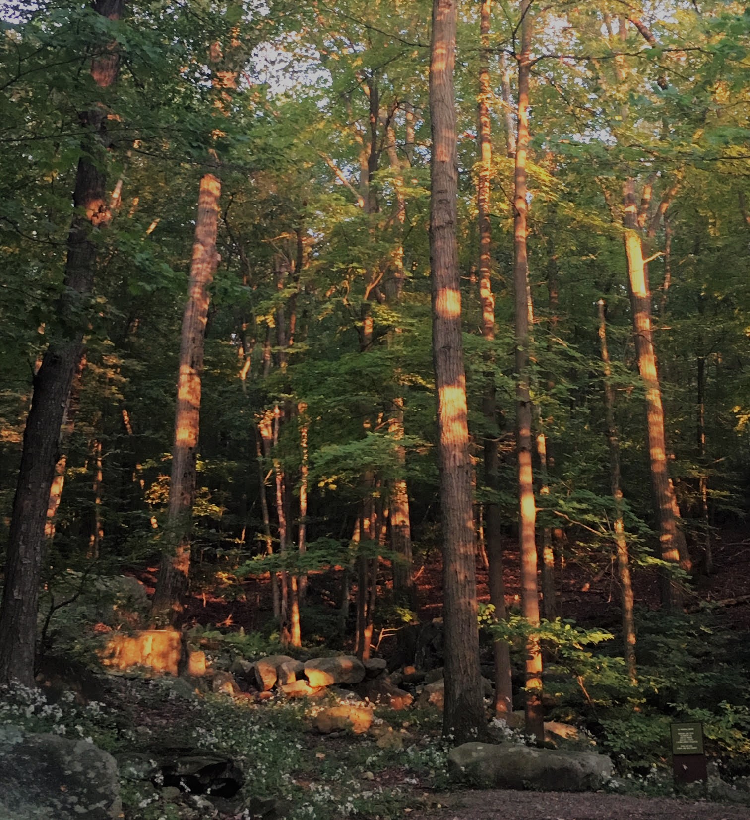 Copy of Sunset Reflected in Manitoga's Woodland Garden