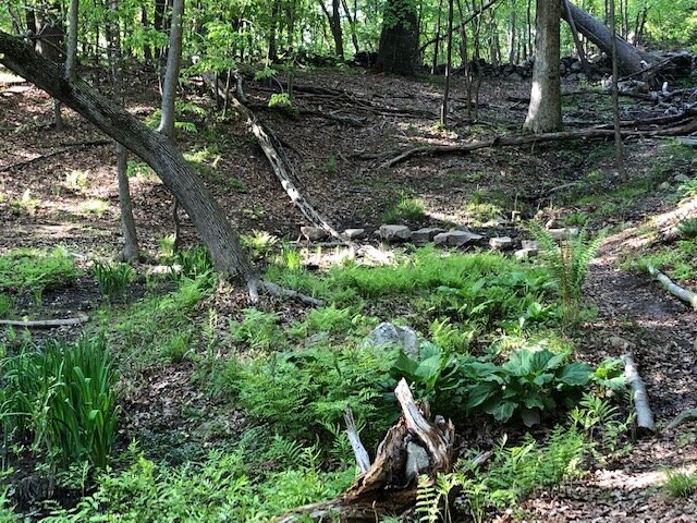 Vernal Pool 4_spring.jpg