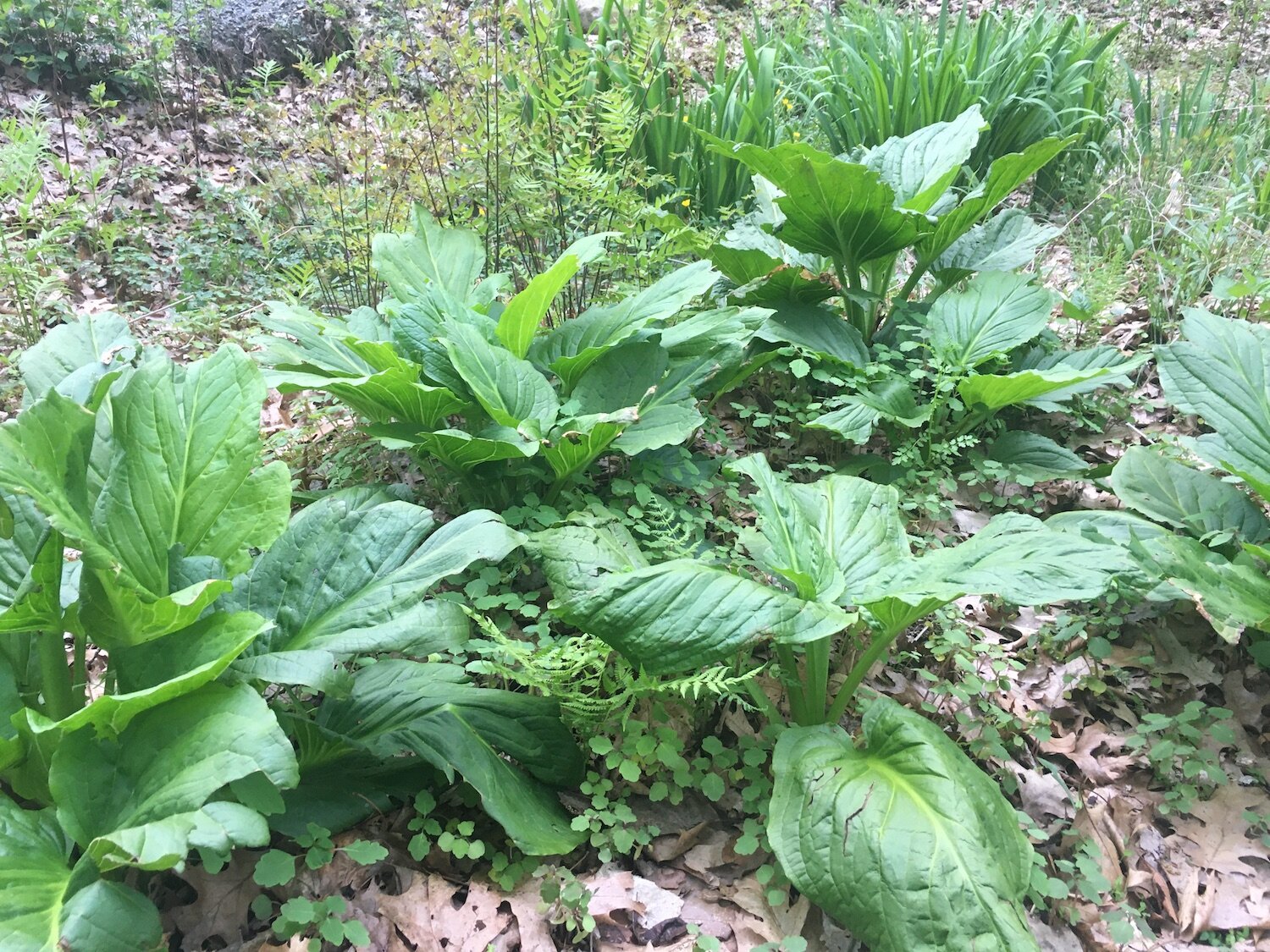 Vernal Pool plants_sm.jpg