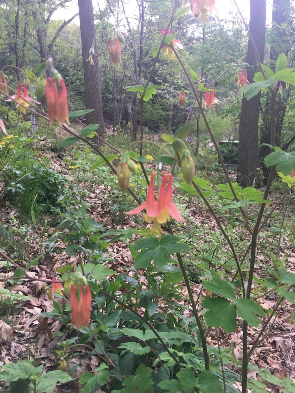 Vernal Pool_flowering plant_sm.jpg