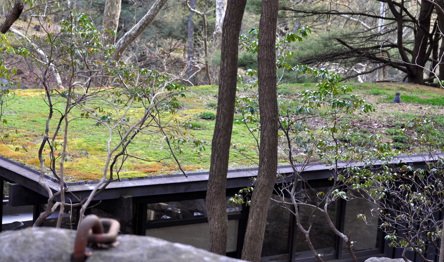 Green Roof_Studio restored 04 12 10.jpg