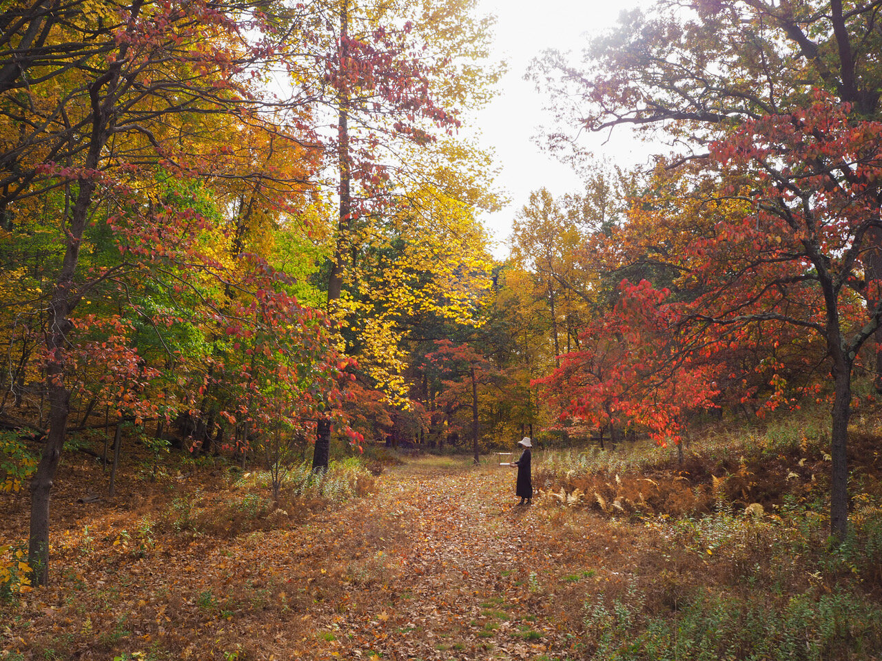 ysdm_teahouse_manitoga_FALL meadow_1.jpeg