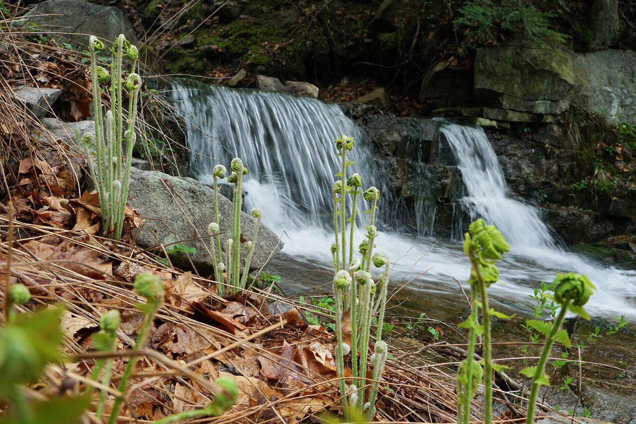 Waterfall and Ferns (Copy)