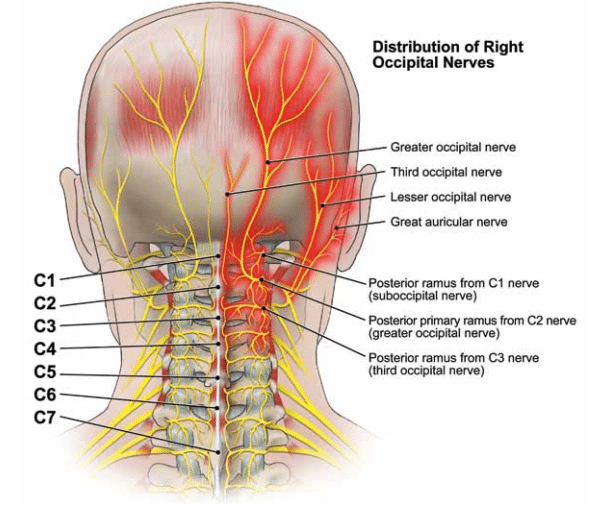 https://www.completepaincare.com/wp-content/uploads/2015/11/Occipital-neuralgia-nerves.png