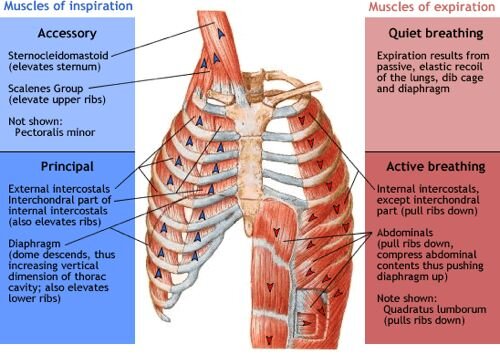 https://www.physio-pedia.com/Muscles_of_Respiration