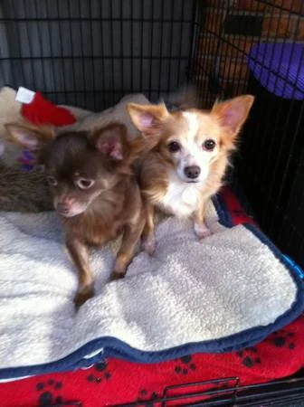 Ginger and Snap were rescued as very shy, scared little girls. Thanks to the wonderful foster mom this mother and daughter duo are in a loving, forever home!