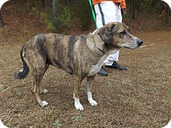 Lulu is one happy pup. She was abandoned at a kill shelter and never thought she would be so lucky as to have a forever family. She could not have been more wrong!