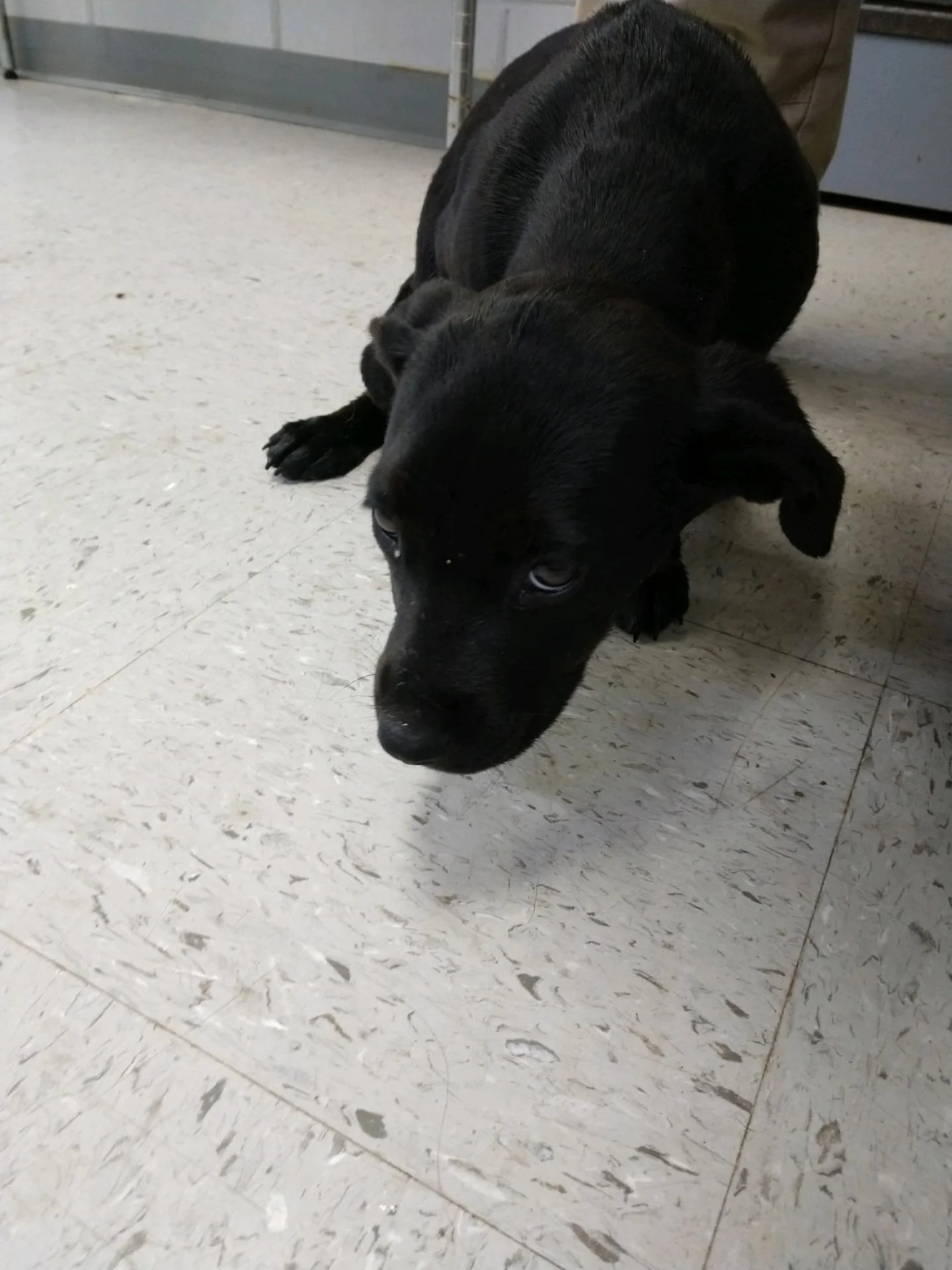 Black puppie.jpeg