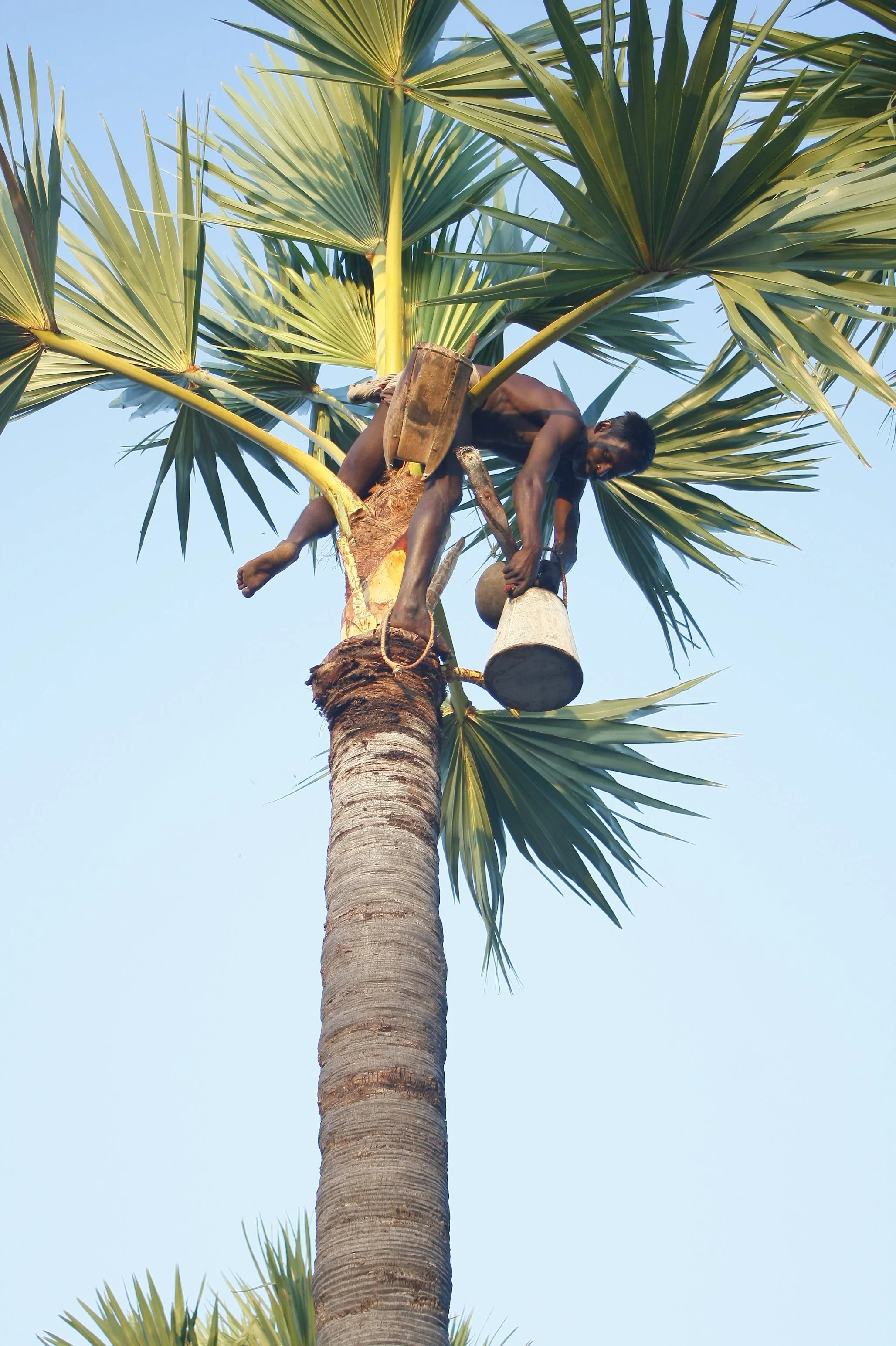 Palm Tapper in Tamil Nadu, India