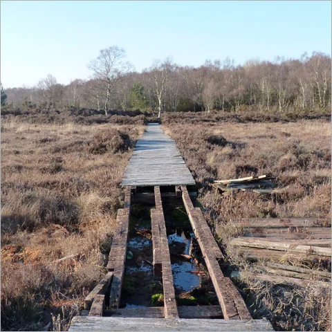 Bog Path