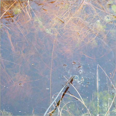 Sound recording of Bog pool with under water microphone