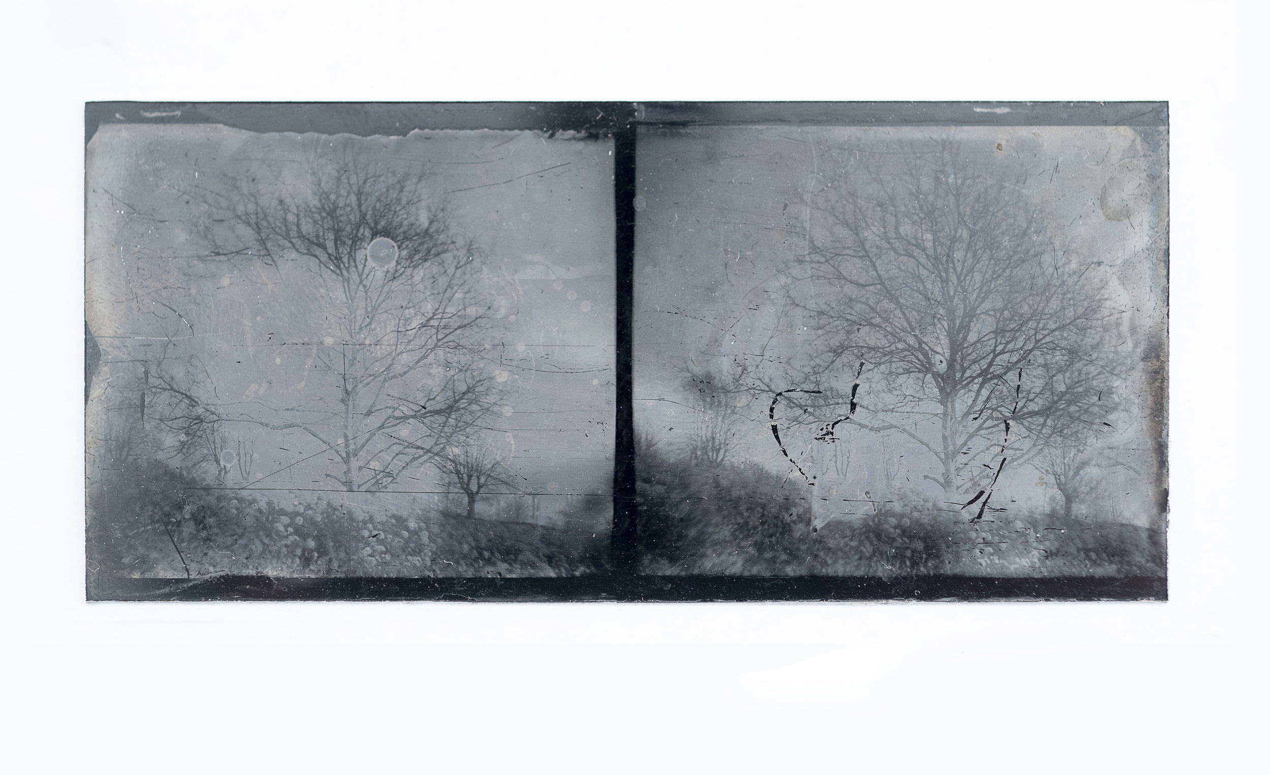 ‘Sister trees’