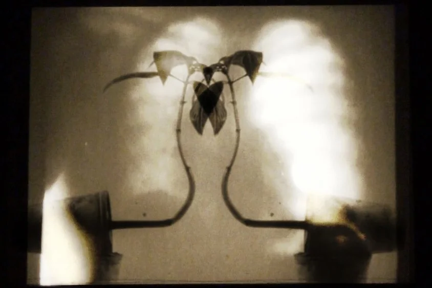   ‘Breathe’ &nbsp;3 minutes 25 seconds film, Stereo sound, duration 3’35” incorporating plant, tree and human breath recordings. Christopher Ash (film editor); Sound composition by David Stalling   