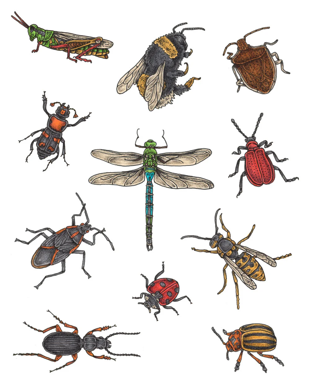 Insects-of-the-PNW-Poster-Thumb2.jpg