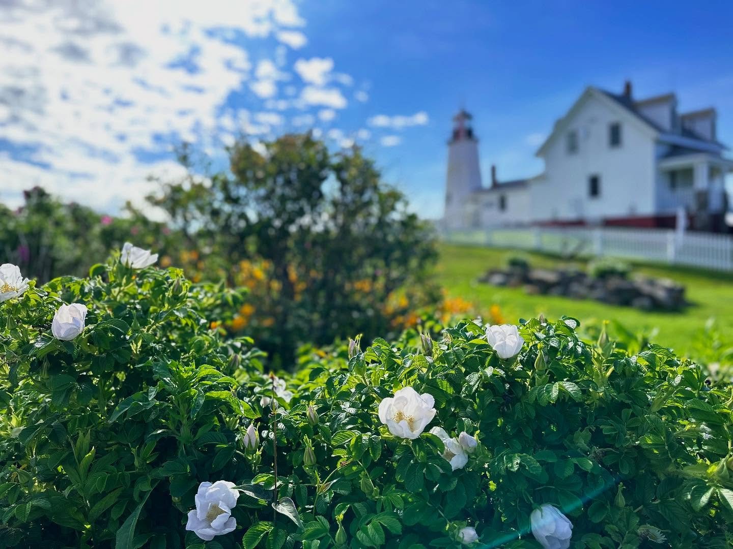 Happy Friday from beautiful coastal Maine. Where the Salt &amp; Spruce shop is OPENING TOMORROW (Saturday)! Last-minute activities include a few Clark Griswold moments with string lights in the barn and hanging my shop sign last night just before dah