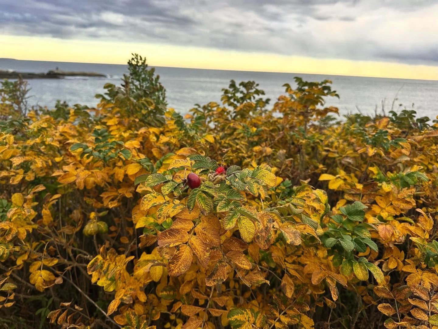 The early November palette is shifting from playfully bright to cozier gold and brown. One that makes me think of Thanksgiving. I&rsquo;ve already replaced the spooky decor around my house with turkeys in anticipation of my favorite day of the year. 