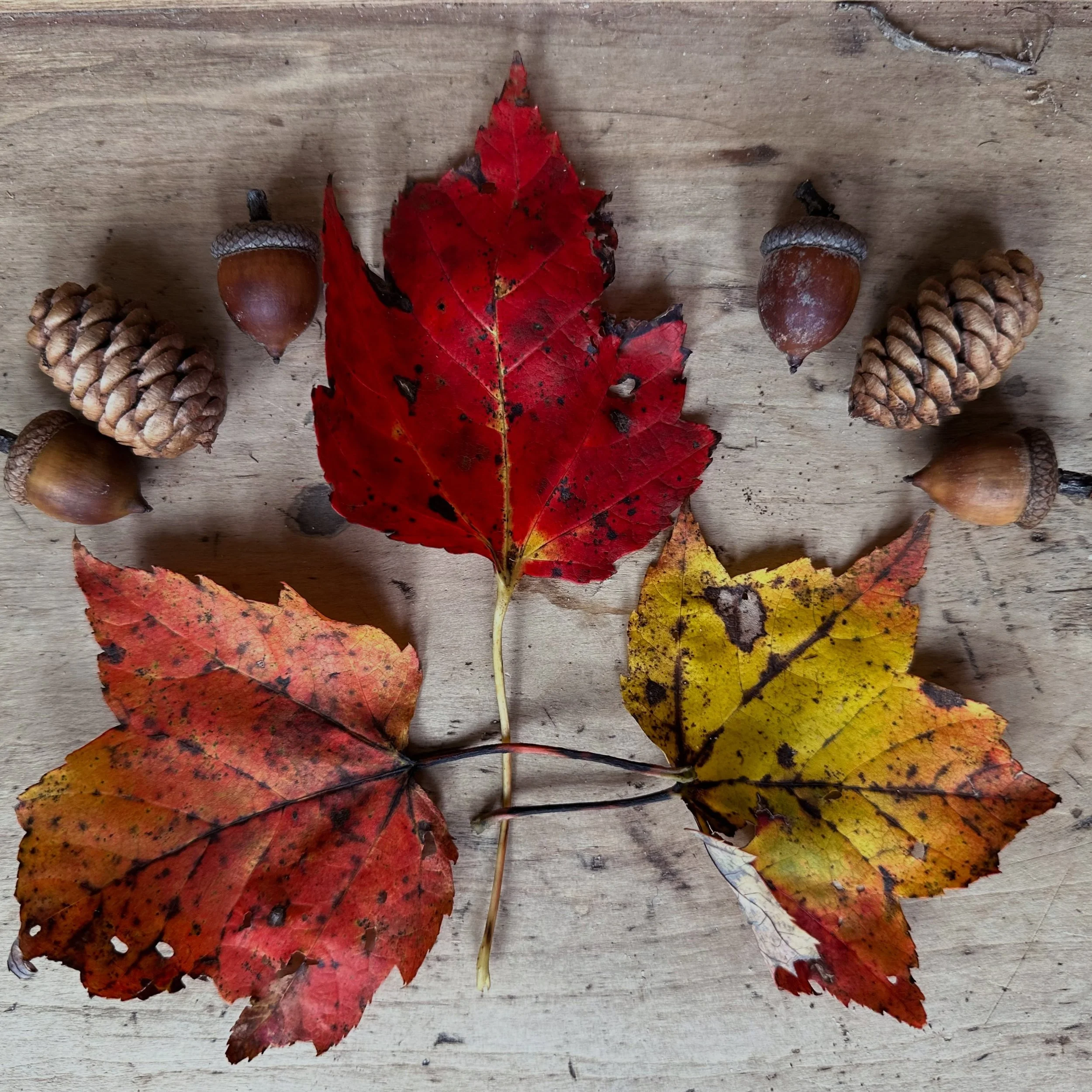 Our little village is especially magical this time of year. With pumpkins tucked along the roadside and trees popping with gummy worm-colored leaves. Our neighbors&rsquo; old homes are Halloween decoration award-worthy and make our neighborhood feel 
