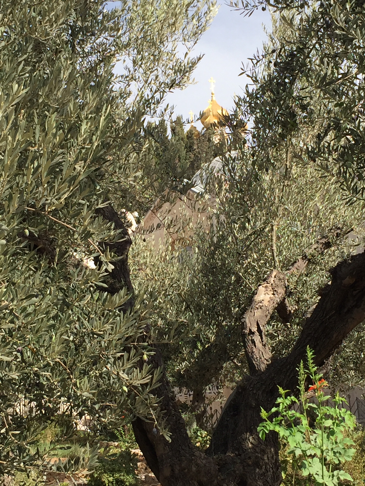 Days 7/8: The last week of Jesus - Bethpage (where Jesus wept), Garden of Gethsemane, Rock of the Last Agony, Gallicantu (where He was denied by Peter)