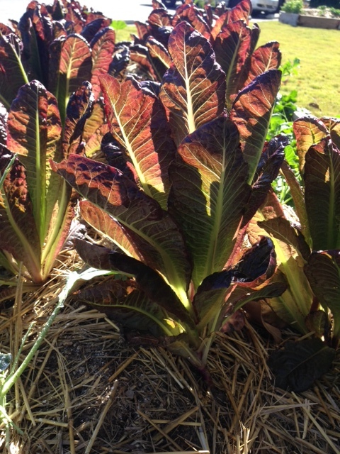 Garden Photo 6.jpg