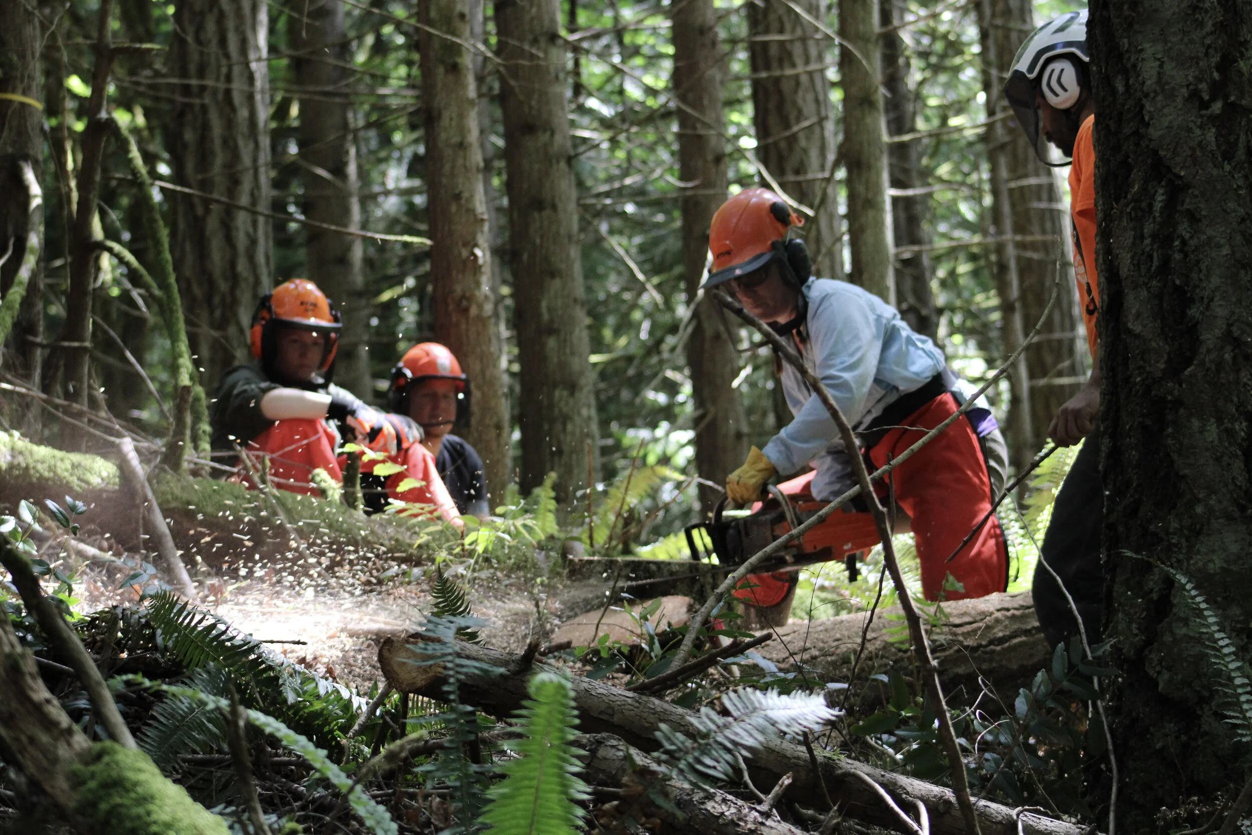 SAWW: Chainsaw Safety, Felling and Limbing  