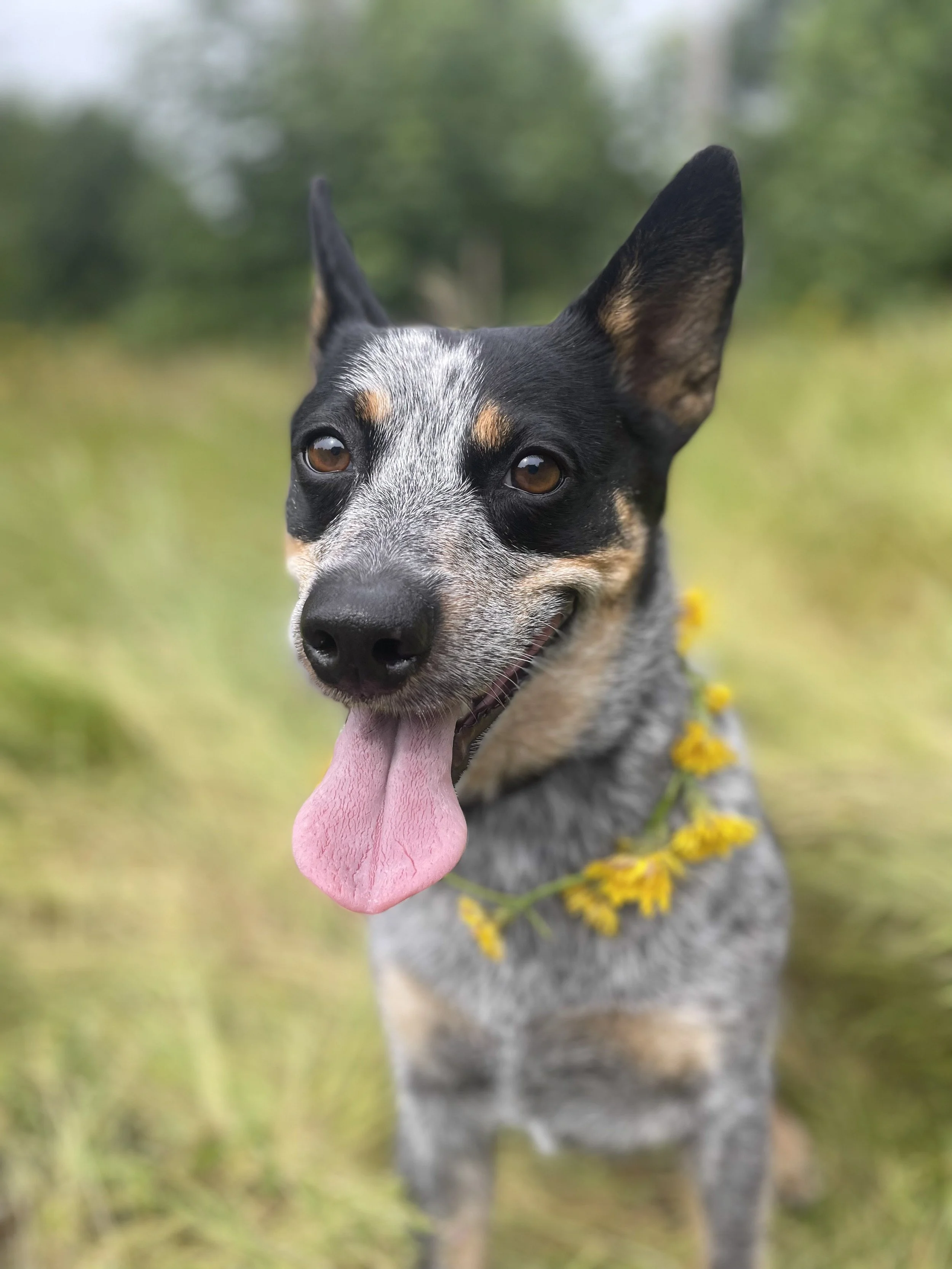 Otto (Toots)