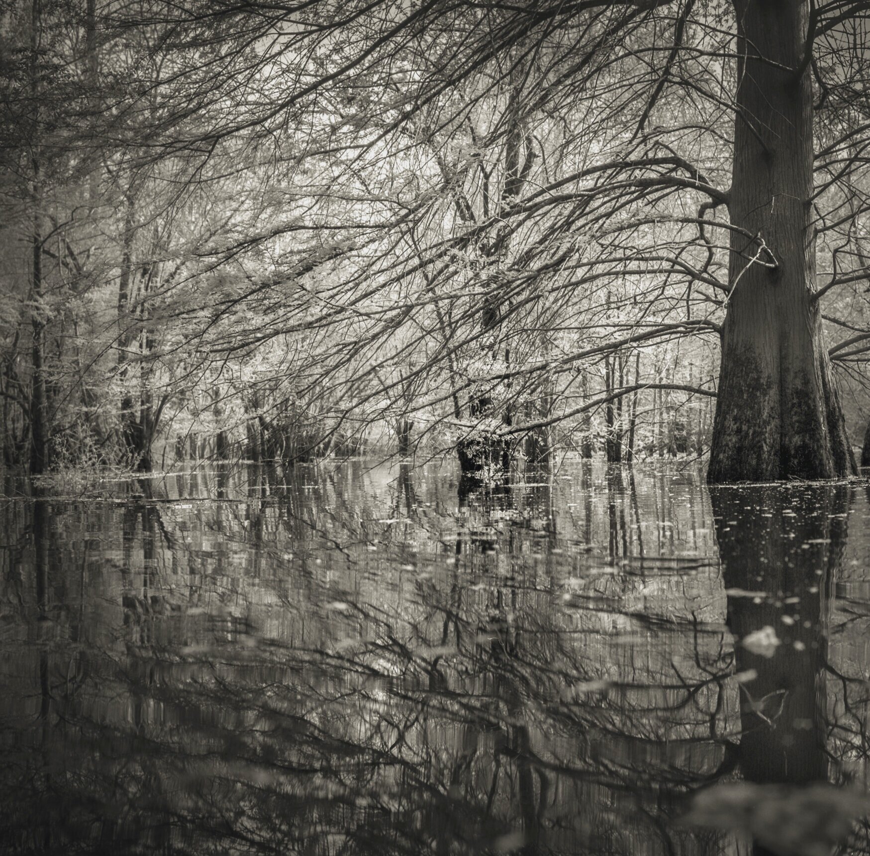 Spring on Contentnea Creek