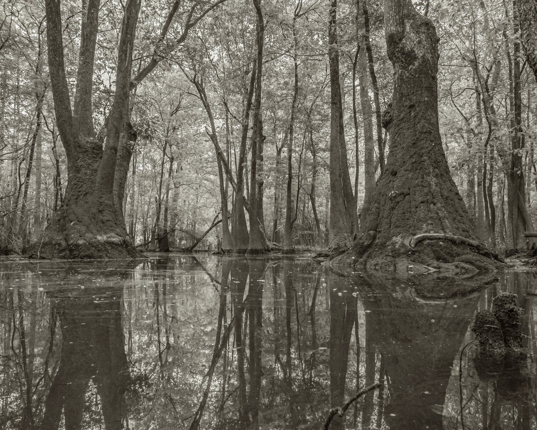 Hardee Creek 2
