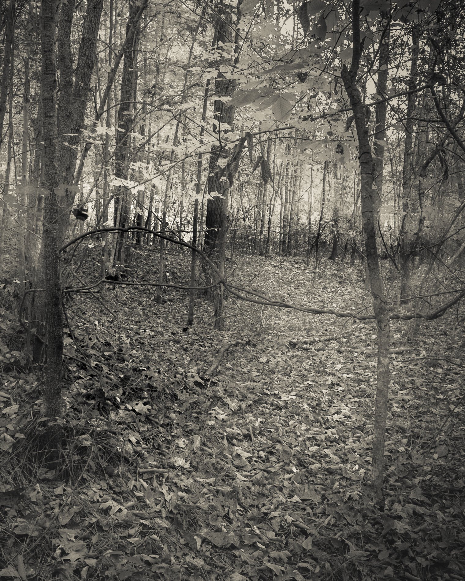DSCF6408.jpg