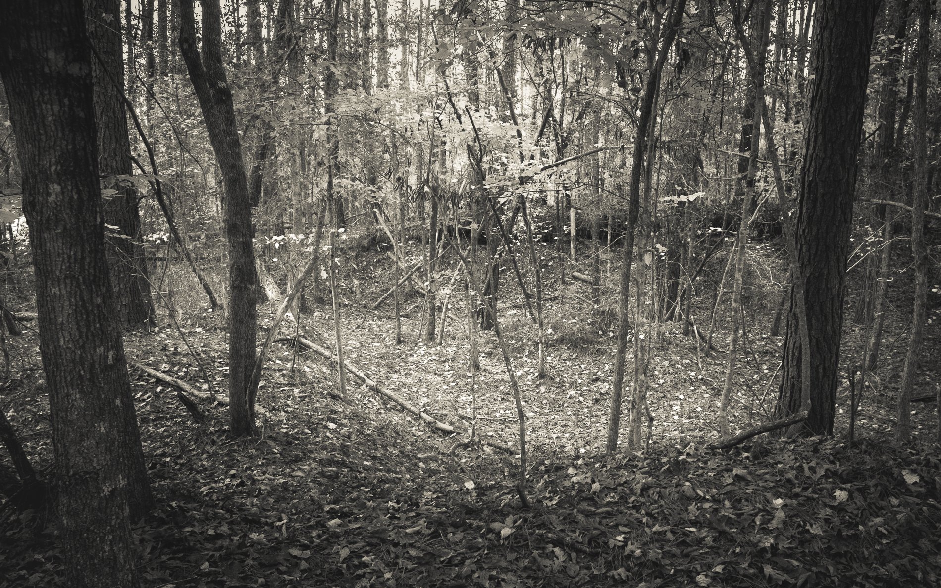 DSCF6411.jpg
