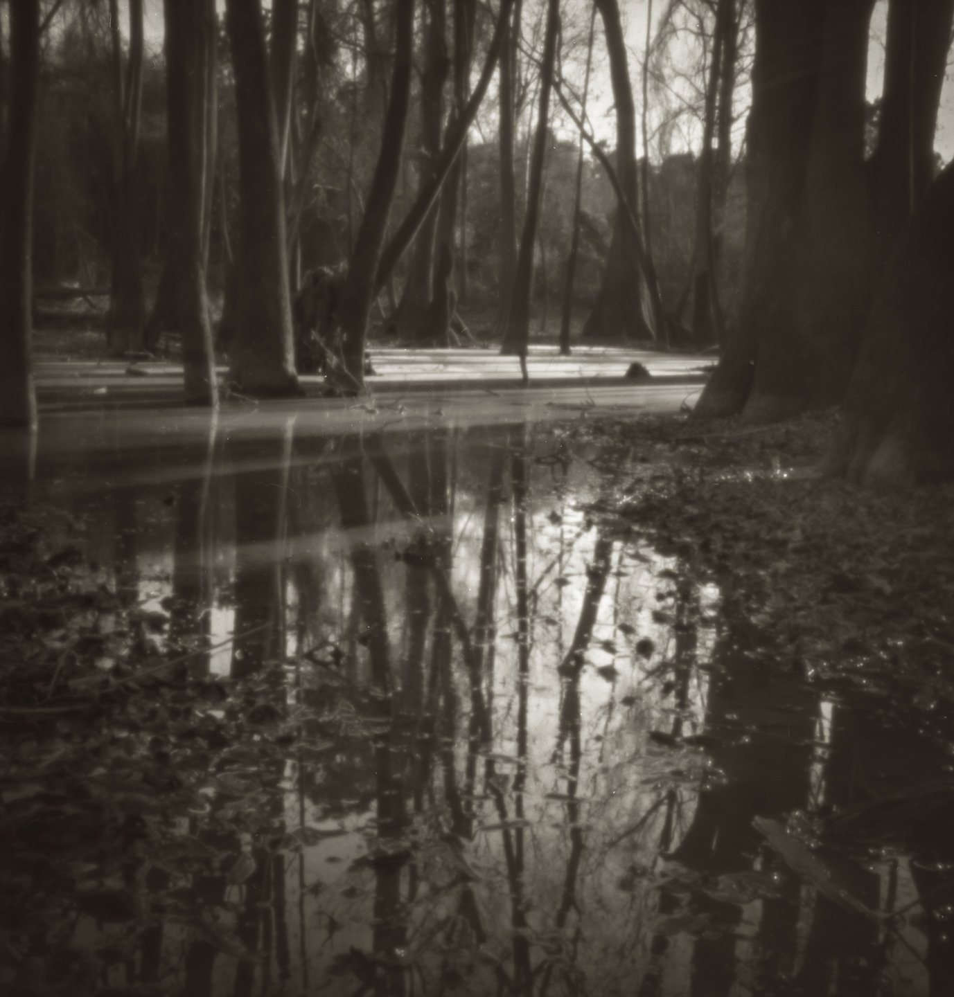 Mamiya9_1200_19-2.jpg
