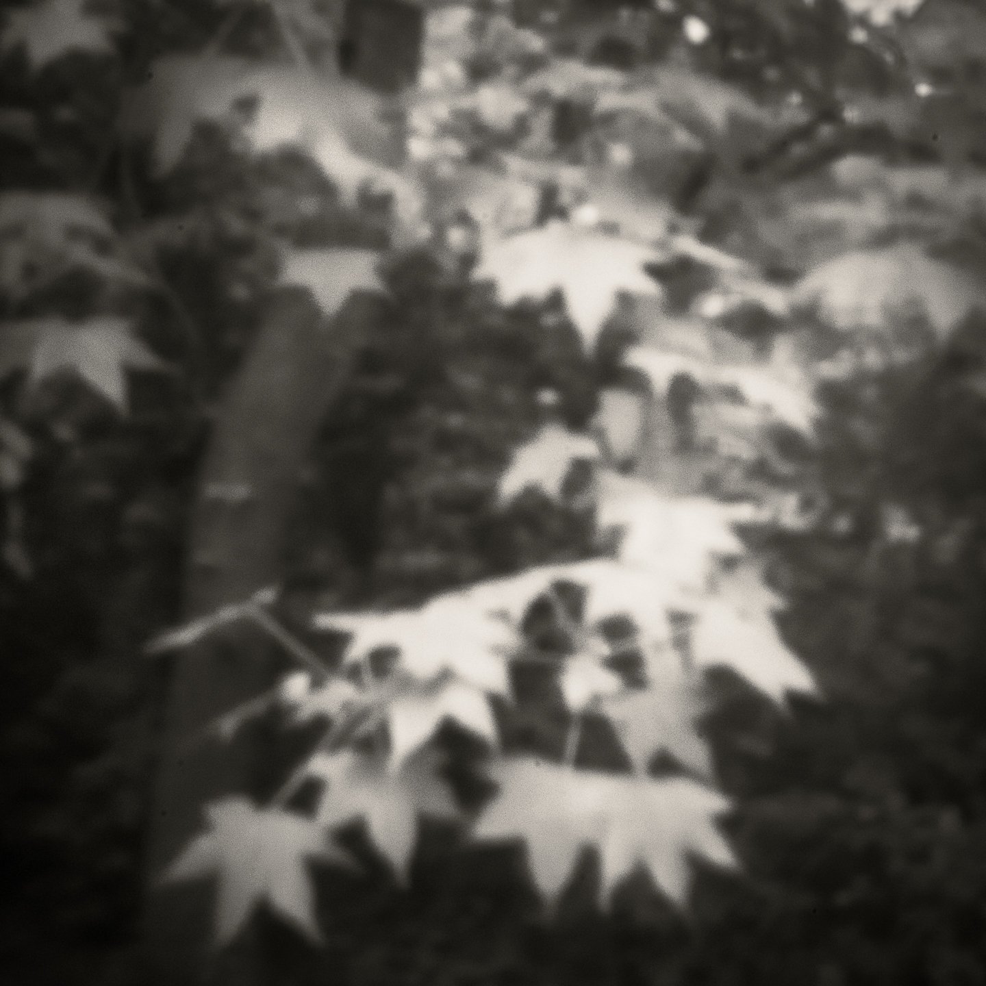 DSCF2507.jpg