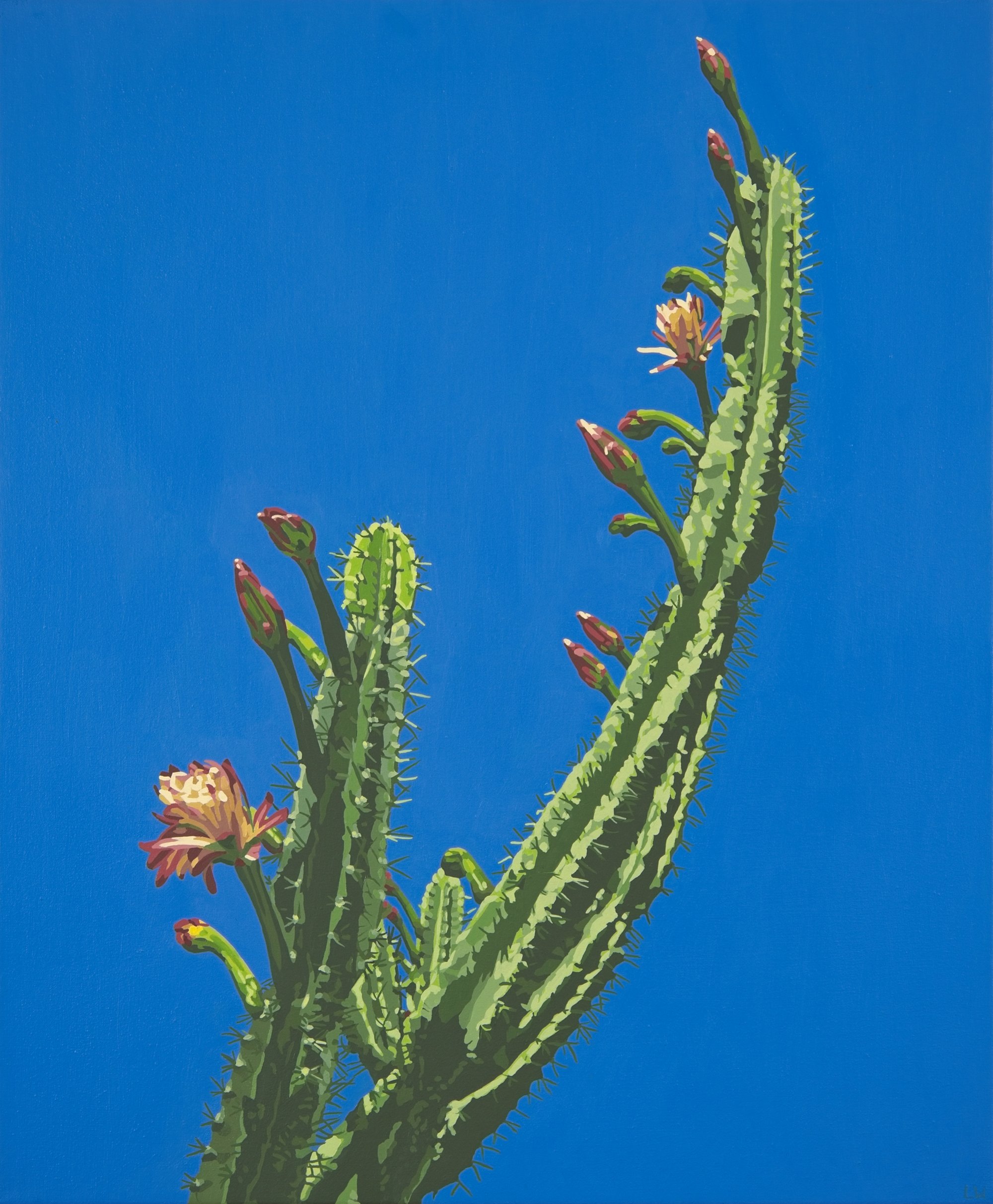 Bluebird Cactus Bloom // 24"x20" // oil on canvas
