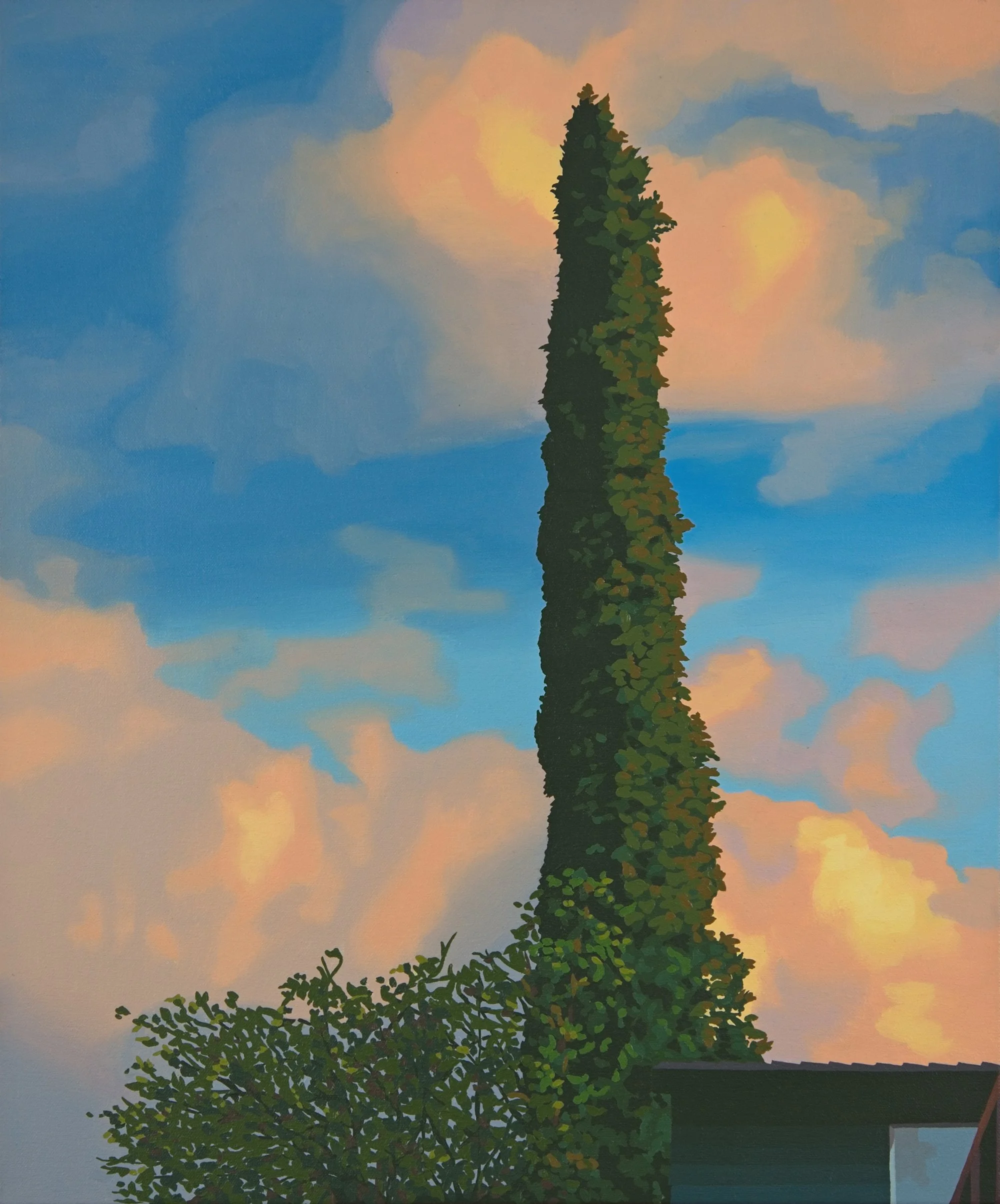 Tallest Cypress // 24"x20" // oil on canvas