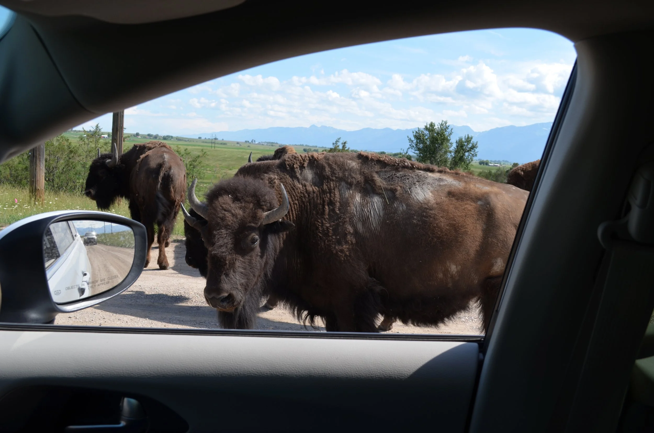 20230608_Bison_Range_Bison_Road.jpg