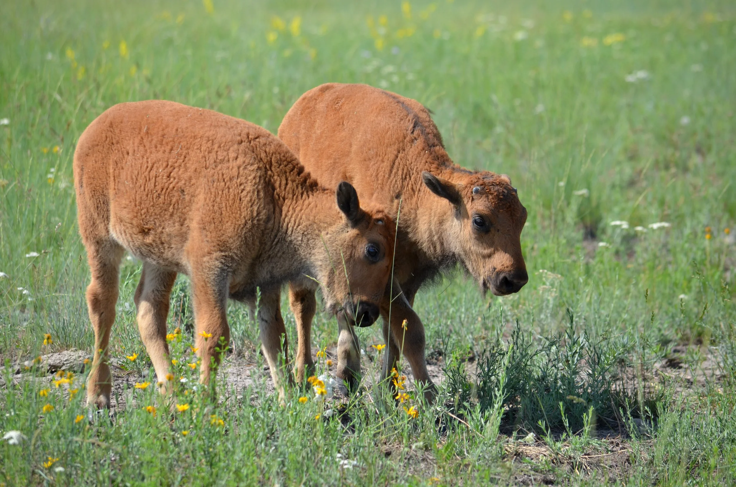 20230608_Bison_Range_Bison_Calves_Nuzzle.jpg