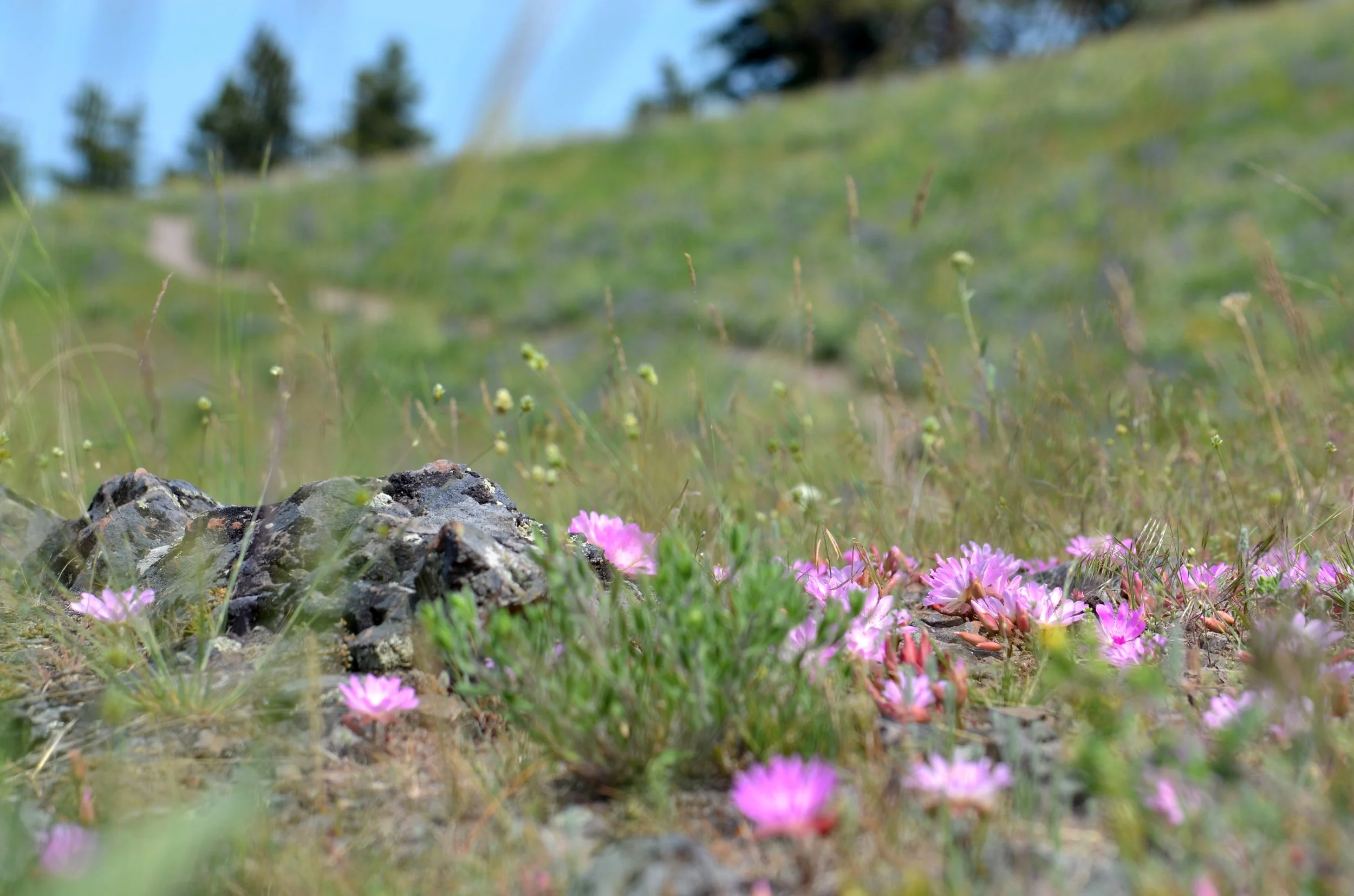 20230607_Bison_Range_Scout_Bitterroots_07.jpg