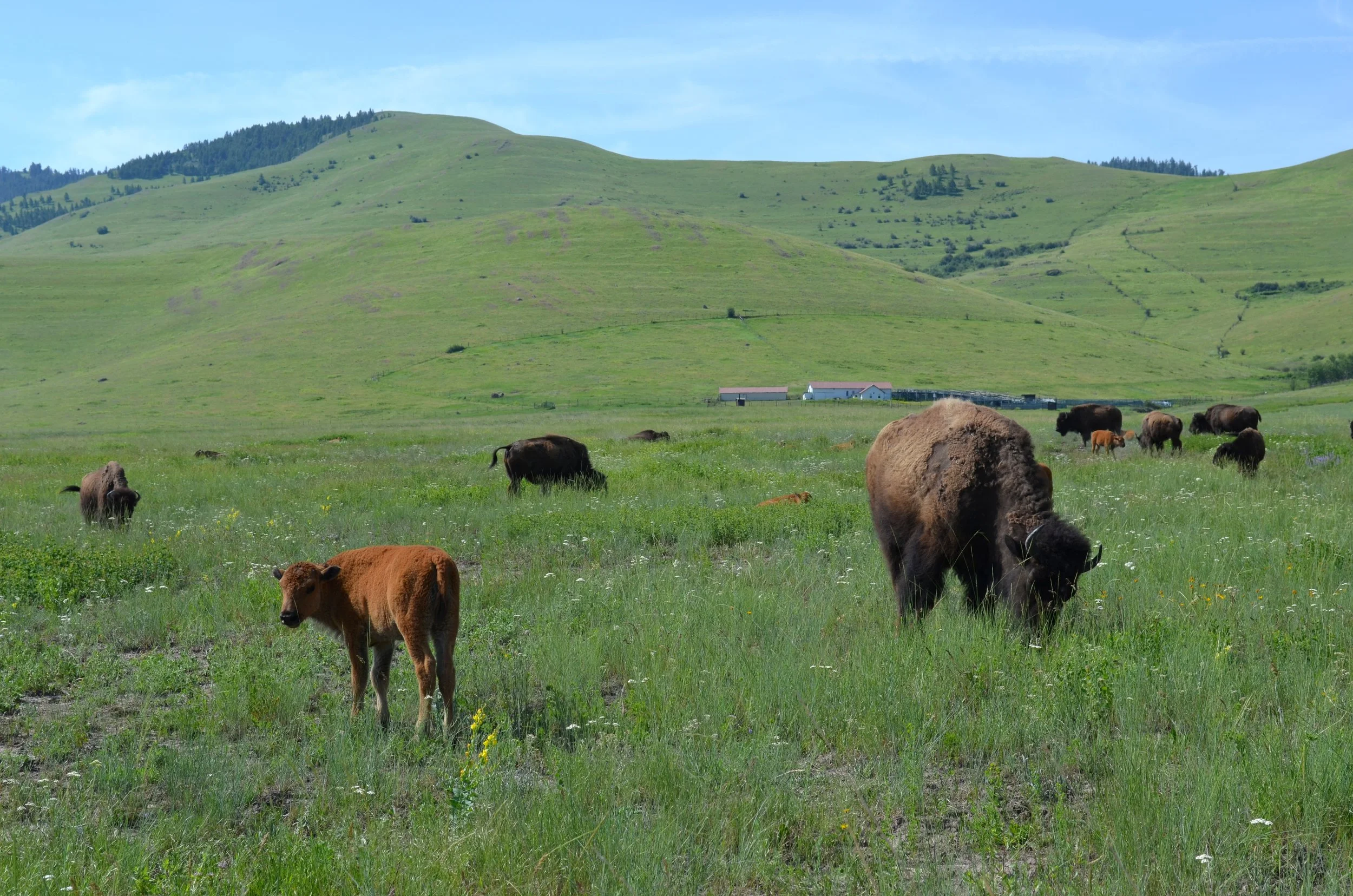 20230608_Bison_Range_Bison_Family.jpg