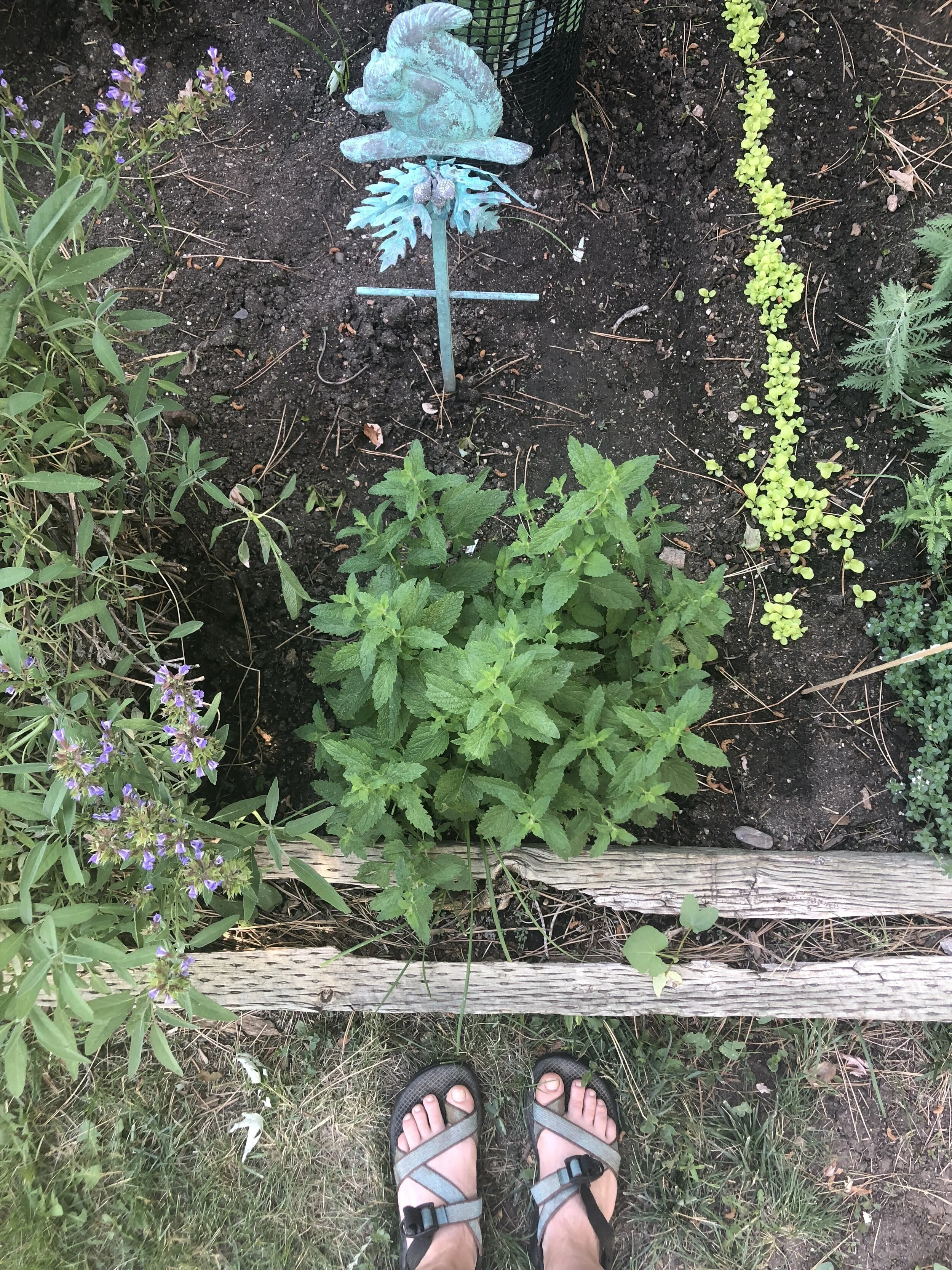 Gardening and Liver Love!