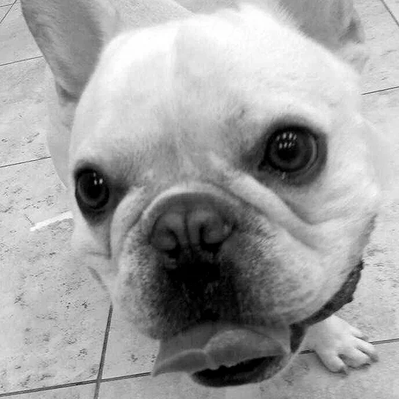 frenchie.jpg