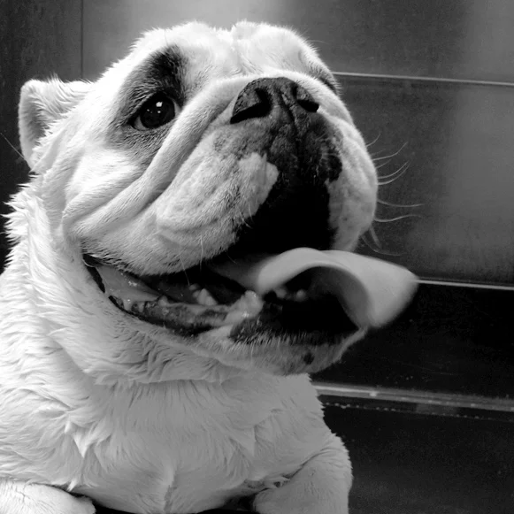 bulldog1.jpg