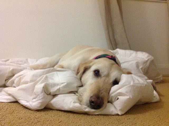 Rest in Peace, sweet girl.