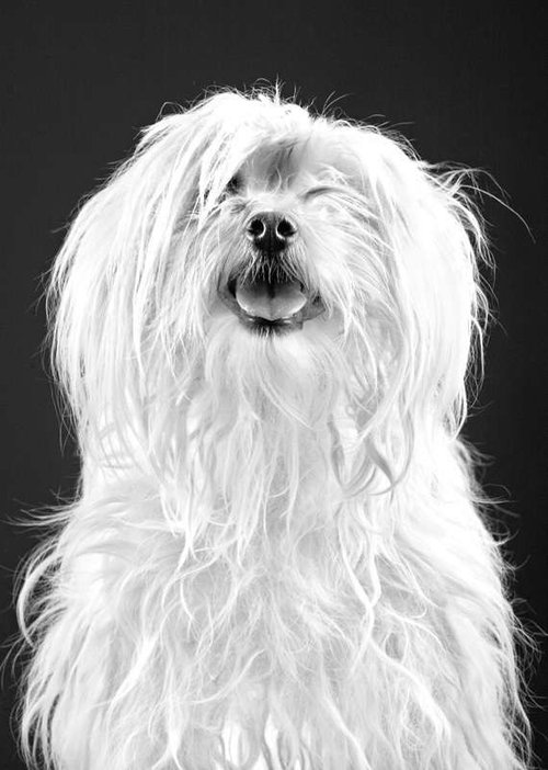 Gettin Hairy Scenthound Plus Grooming